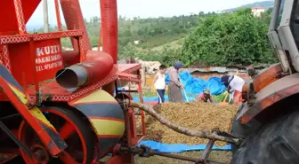 Fındık Patoza Girmeye Başladı