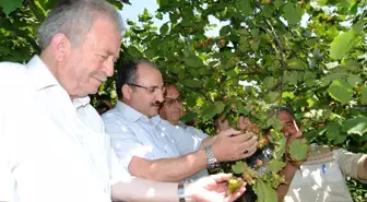 Zonguldak'ta Üretici Fındık Hasadından Umutlu