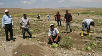 Yozgat'ta Dolu Kavun Karpuz Üreticisini Vurdu