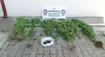 Sapanca'da 900 Kök Hint Keneviri Ele Geçirildi