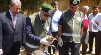 Giresun'da Doğaya 500 Adet Sülün Bırakıldı