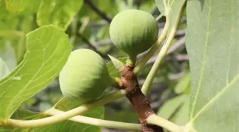 Kaz Dağları, İnciriyle de Şifa Dağıtıyor
