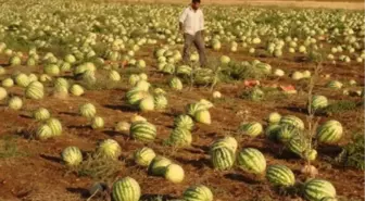 Aydın Koçarlı'da Karpuzlar Tarlada Kaldı