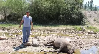 Oltu'da Bostan Sahipleri Domuz Nöbeti Tutuyor