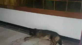 Hastane Bahçesinde Köpek Isırdı