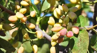 Antep'in Fıstığı, Manisa'da Yetiştirilmeye Başlandı