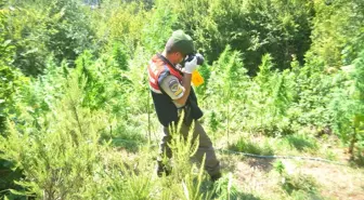 Bafra'da Hint Keneviri Vurgunu