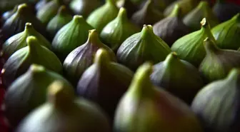 Bursa Siyahı İncirinin İhracat Yolculuğu Başladı