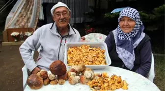 Uludağ'da Her Yerden Mantar Fışkırıyor