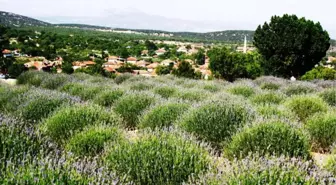 Türkiye'nin Lavantası Bu Köyden Çıkıyor