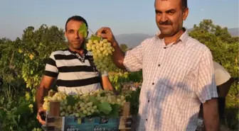 İslahiye'de Üzüm Hasadı Başladı