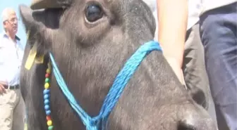 Tekirdağ'da En Güzel Malak Yarışması