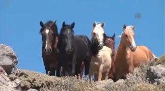 Karaman'da Kuraklık Yılkı Atlarını da Susuz Bıraktı