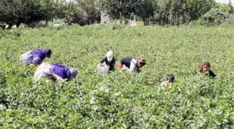 Beyaz Altın'da Hasat Zamanı