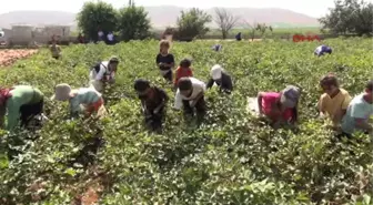 Beyaz Altın'da Hasat Zamanı