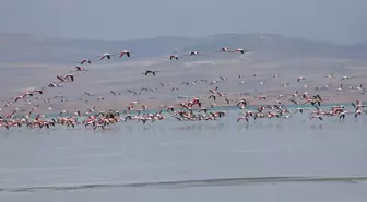 Van Gölü Çevresindeki Kirlilik Endişelendiriyor