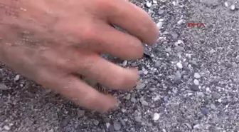 Fethiye'de Yavru Carettalar Denizle Buluştu