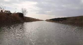 Göçmen Kuşlar Delta Yerine Su Kanallarını Tercih Etti