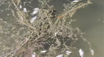 Silifke'deki Balık Ölümleri Tedirginlik Yarattı
