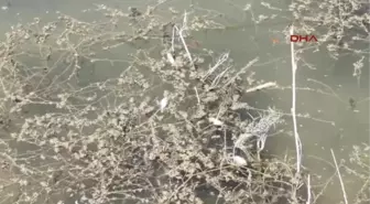 Silifke'deki Balık Ölümleri Tedirginlik Yarattı