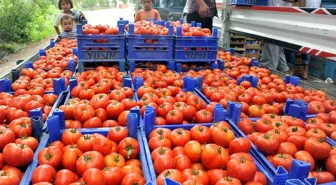 Tokat'tan Avrupa'ya Domates İhracatı