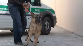 Özel Eğitimli Köpek Alf'in Tayini Çıktı