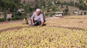 Aydın'da İncir Hasadı Başladı