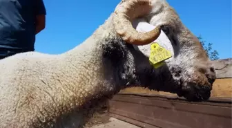 Uludağ'da Kurtlar Koyun Sürüsüne Saldırdı