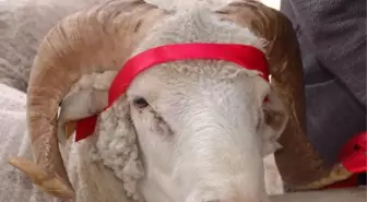 Kurbanlık Hayvanlara Şap Aşısı