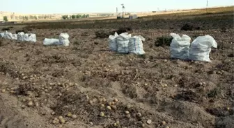 Nevşehir'de Patates Siğili Hastalığına Karşı Sürvey Çalışmaları Sürüyor