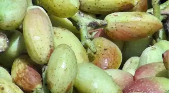 Simav'ın Fıstığı Antep'e Rakip Oldu