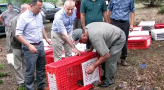 Samsun'da Kene Düşmanı Sülünler Doğaya Bırakıldı