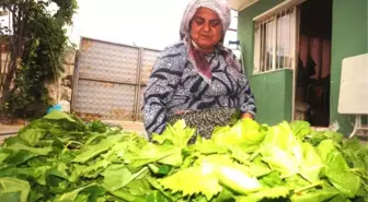 İlaç Kalıntısı Asma Yaprağı İhracatını Vurdu