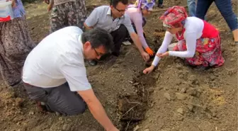 Dağ Köyündeki Göçü Safran Tarımı Önleyecek