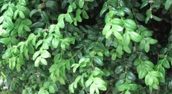 Şimşir Dalları, Nasırlı Ellerde Kaşığa Dönüşüyor