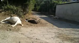 Muğla'da Yol Kenarına Bırakılan Zehirli İlaç 15 Keçiyi Telef Etti