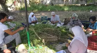 Melisa Üretiminde Ege'nin Ustası Oldu