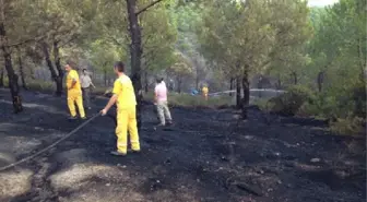 Armutlu'da Orman Yangını (2)