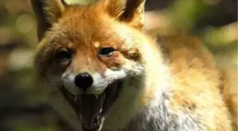 Ergani'de Kuduz Karantinası