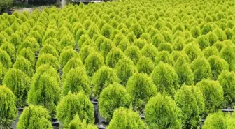 Ordu'da 1,2 Milyon Fidan Üretildi