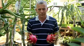 Mersin'de 'Pitaya' Meyvesi Yetiştirildi