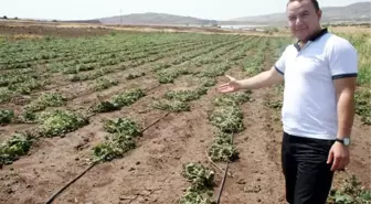 Çiftçi Susuzluk Nedeniyle Ürün Ekmeyi Bıraktı
