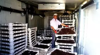 Güneş Enerjisi, Üzümcü Kardeşlerin Yüzünü Güldürdü