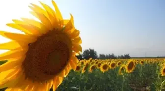 Tahıl Ambarı Yağ Deposu Oluyor