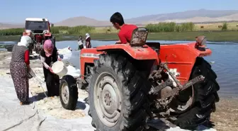 Yünleri Traktörle Temizliyorlar