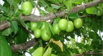 Andırın'da Hobi Olarak Kurduğu Bahçesinde İhracata Başladı