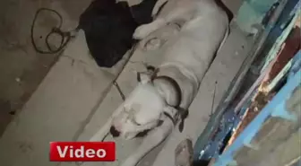 Saldırgan Köpek Paniği