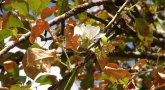 Sivas'ta Kurumuş Elma Ağacı Çiçek Açtı