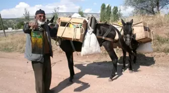 Anadolunun Son Katrancısı