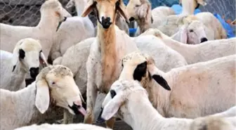 Çalınan Kurbanlıkları Polis Buldu